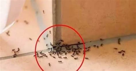 小螞蟻很多 家裡 出現 蝙蝠